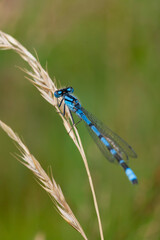 blue dragonfly on leaf