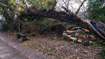 Finnish Forest in Madrid, Spain