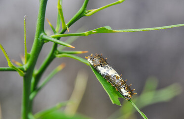 caterpillar on a green leaf