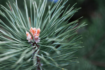 Yellow  orange amber drop of resin close-up on a conifer tree