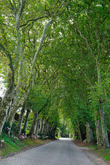 green alley on the azores islands