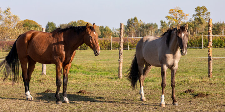 Two gelding horses together on a paddock. Grullo coat color horse (Lusitano breed) and bay horse tranquil equestrian scene.