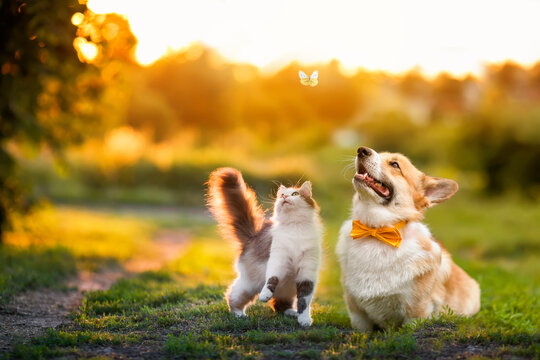 cute fluffy friends a cat and a dog catch a flying butterfly in a sunny summer garden © nataba