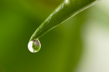 green leaf with water droplet