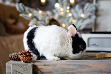Obraz premium A fluffy white and black rabbit sits on the background of a Christmas tree in a beautifully decorated room for Christmas. A New Year's gift. greeting card, a place to copy text