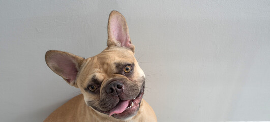 Dog french bulldog on a light background. - obrazy, fototapety, plakaty