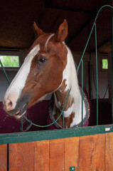 Horse in the stable with heads outside