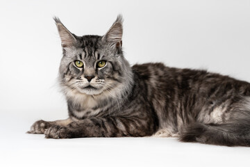 Lovely cat breed Maine Coon Cat. Portrait of mackerel tabby male American Longhair Cat looking at camera, lying on white background. Studio shot.