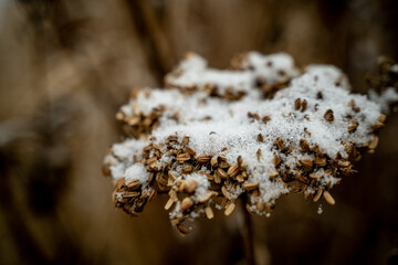 Fototapeta premium winter, snow, grasses, vegetation 4k