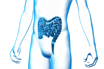 Intestine, Organ, Human Body, Medical 3D Model - 465516118
