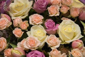 background of colorful flowers. Background of roses. Many flowers on the background