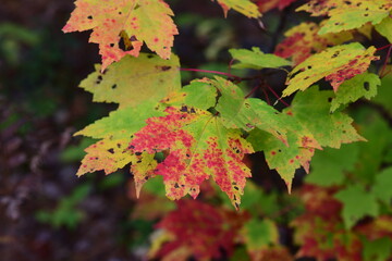 autumn leaves background