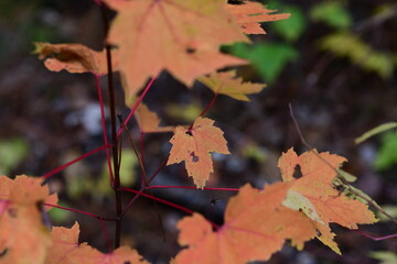 leaves in autumn