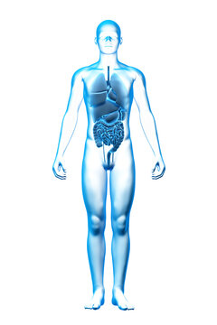 Internal Organ, Human Body, Medical 3D Model