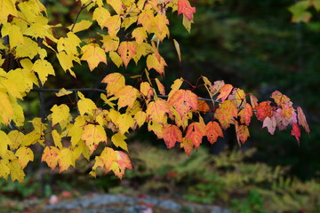 leaves in autumn