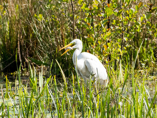 Egret