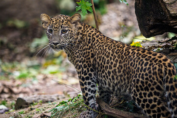 Sri Lankan leopard cub, Panthera pardus kotiya