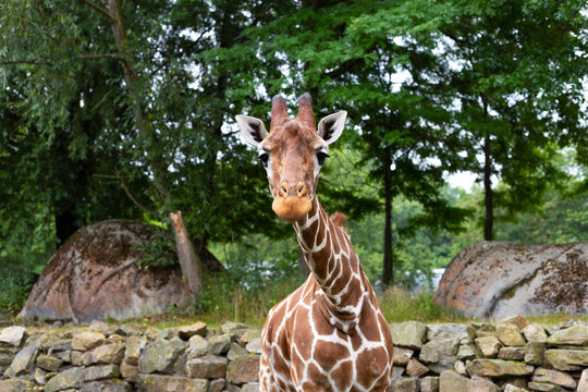 Giraffe in zoo looking into the camera