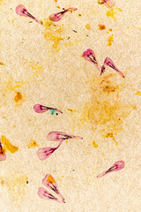 dry petals on the vintage paper