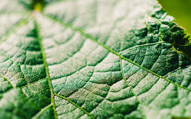 green leaf macro