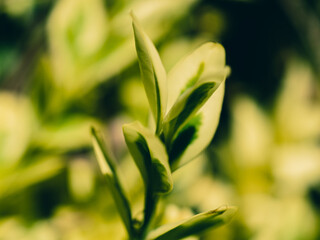 close up of leaves