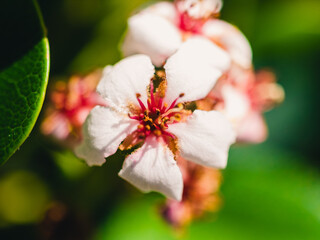 close up of a blossom