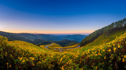 Landscape "Tung Bua Tong" or Mexican sunflower field with mountain backgroun at sunrise sky ,Maehongson (Mae Hong Son) Province, Thailand. 