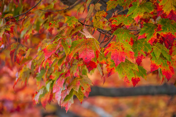 Colorful autumn leaves background with vibrant red and green fall foliage
