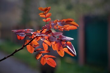 beautiful autumn branch with red small leaves