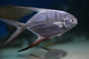 fish underwater in an aquarium (trachinotus goodei), background blur
