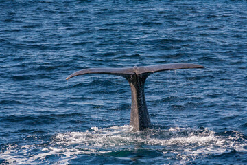 Pottwal (Physeter macrocephalus)