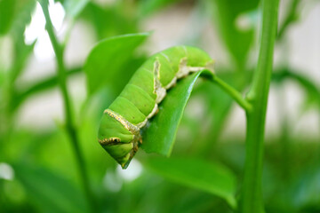 Closeup a Vivid Green Lime Swallowtail Caterpillar Crawling on a Lime Tree Leaf