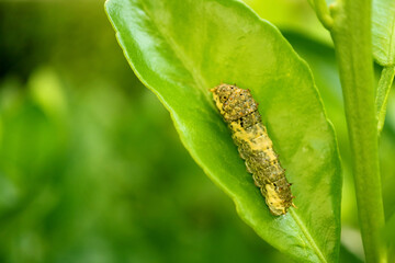 A 3rd Instar Lime Swallowtail Caterpillar Resting on Lime Tree Leaf