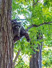 Racoon mother in tree with young