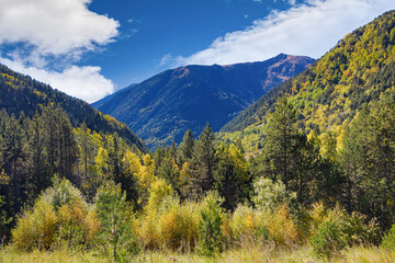 View of a forest with high mountains in the background where the bushes and trees present ocher colors in the middle of autumn