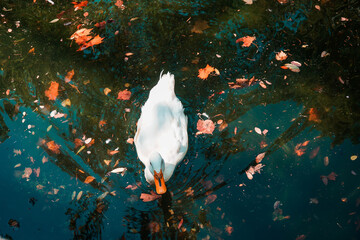 A white duck floating on water full of colorful leaves and looking for food