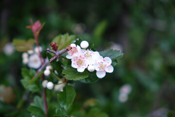 pink and white flowers