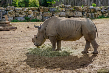 Obraz premium Picture of a big male rhinoceros who eats hay