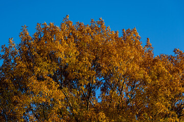 Fototapeta premium Autumn golden carved red oak tree. Huge crown of oak tree with golden autumn leaves at sunset against blue sky. Selective focus. Close-up. Landscaped garden with large trees. Nature concept for design
