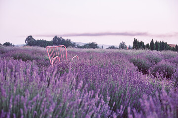 Obraz na płótnie Canvas lavender field at sunset