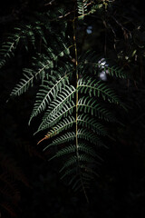 leaf in the forest