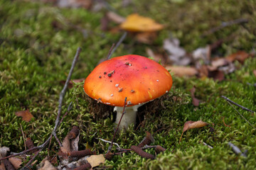 Close-up of poisonous toadstool mushroom growing on forest ground surrounded by moss and leaves