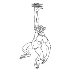 A chimpanzee hanging on a branch. Funny character. Pull-up on the crossbar. Vector illustration with contour lines in black ink isolated on a white background in cartoon and hand-drawn style.