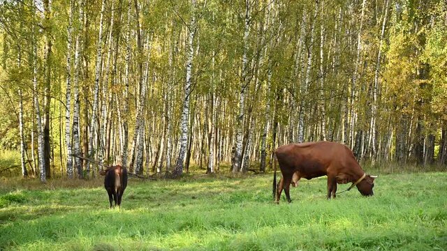 A cow and a calf graze in a green meadow. Video static camera. High quality 4k footage