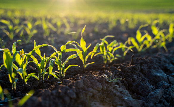 Closeup of young green corn sprouts planted in neat rows on a agricultural field against a blue sky. Copy space, space for text. Agriculture.