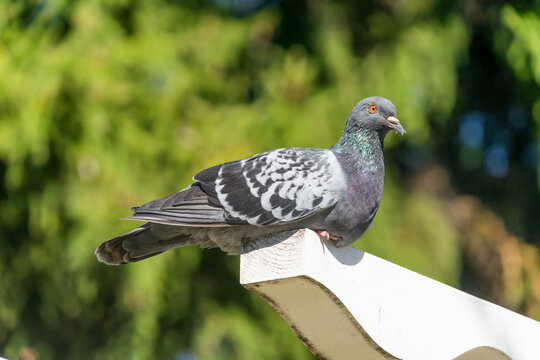 Close-up of pigeon bird portrait photo. Pigeons and doves constitute the bird class Columbidae.