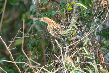 Young Rufescent tiger heron (Tigrisoma lineatum)