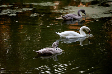 Young swans on the lake, copy space. Swan bird family outdoors. Goose