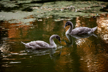 Young gray swans on the lake, copy space. Swan bird family outdoors. Goose