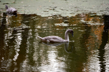 Fototapeta premium Young gray swans on the lake, copy space. Swan bird family outdoors. Goose
